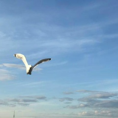 Алексей Абжанов, Санкт-Петербург
