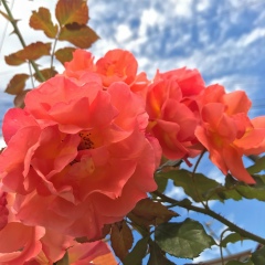 Вика Виктория, Москва