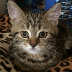 Ксения Теплова, 07.01.1989, Санкт-Петербург