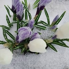 Таня Чеснокова, Москва