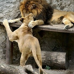 Almira Sabyrbayeva, 30.03, Алматы