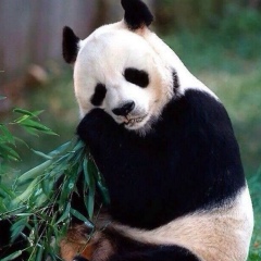 Панда Фон, 14.10, Москва