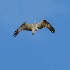 Юлия Петрова, 31.07