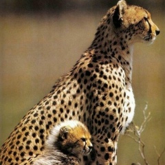 Анжела Ланина, 26.09.1963, Шымкент