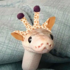 Sam Anisimov, 16.02.1988, Калининград