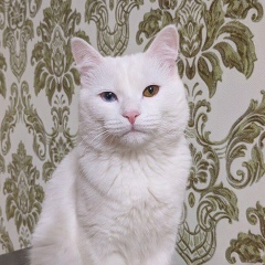 Артур Дураков, Пенза