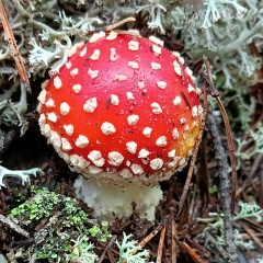 Сергей Блажко, 01.02, Санкт-Петербург