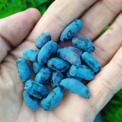 Андрей Кошкин, Сочи