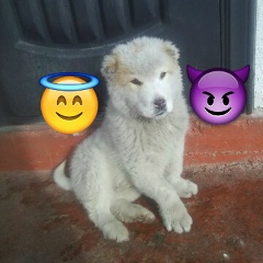 Акберен Елубай, 22.12.2004