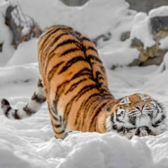 Алексей Акиджуки, 03.10