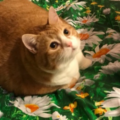 Елена Гульник, Санкт-Петербург