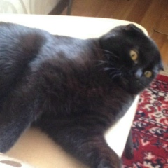 Джабраил Джабраилов, 05.01, Москва