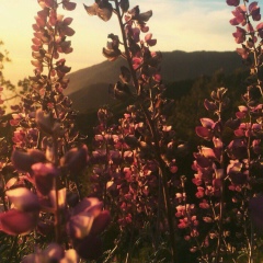 Диана Санышева, 04.10.1916, Chicago