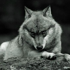 Казыбек Шамшиддинов, Macau