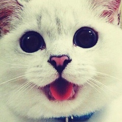 Саша Галик, 27.08, Тлумач