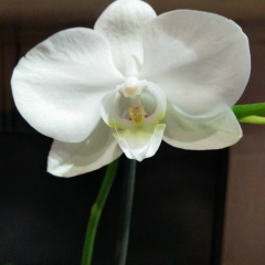 Эльвира Гилязова, 26.05, Туймазы