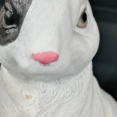 Камилла Зацаринная, Симферополь