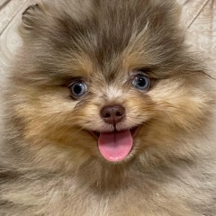 Dogs-Perm Dogs-Perm, 18.07, Пермь