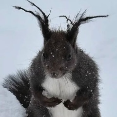 Артур Веров, Санкт-Петербург