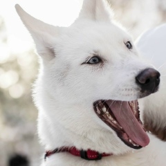Виктория Пырэу, 07.02, Санкт-Петербург