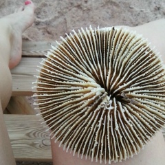 Дарья Панакотова, 01.08, Уфа