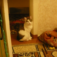 Давлет Эргешов, 27.07.1978, Казань