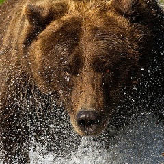 Заур Дзотцоев, 29.09, Владикавказ
