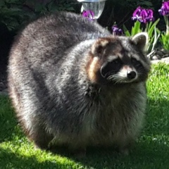 Orest Staryk, 07.07.1992, Ровно