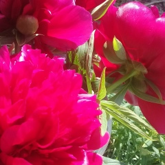 Лиза Широкова, 25.02.1972, Санкт-Петербург