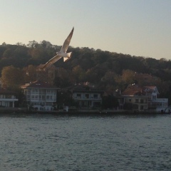 Алина Чайка, 13.11