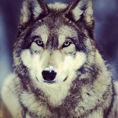 Madi Safin, 11.09.1986, Алматы