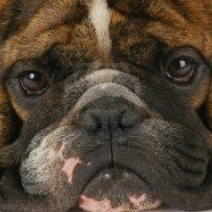 Арап Алмазбек, 19.12.1997, Москва