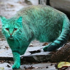 Богдан Покотило, 11.07, Киев