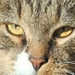 Олег Богданов