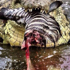 Хягас Ратмиров, 13.05