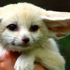 Алиса Алфёрова, 01.12