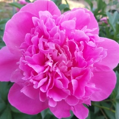 Елена М, Болград