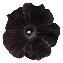 Ilya Yakovlev, 01.01