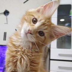 Женя Мешалов, 20.10.1971, Кириши (деревня)