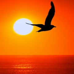 Елена Петровская, 31.12, Санкт-Петербург