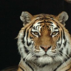 Евгений Галанин, 19.07.1986, Бор (поселок)