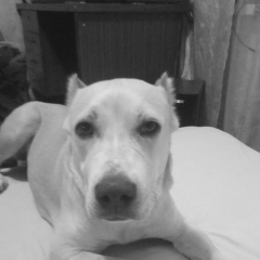 Гришка Разпиздяй, 05.08.1991, Москва