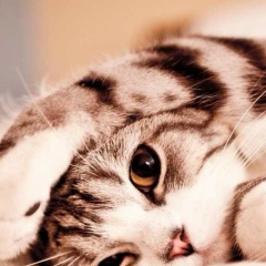 Adilya Bashirova, 31.08, Москва