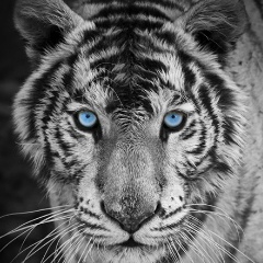 Даниил Московский, 20.05, Мурманск