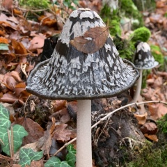 Дима Озерянский, 27.02, Ялта