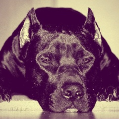 Anastasiia Melnikova