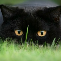 Илья Богатов, 13.12, Новокузнецк