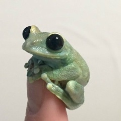 Люра Лабутенко