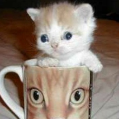 Таня Лавренко, Tervuren