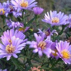 Елена Григорьевна, 26.08, Владикавказ